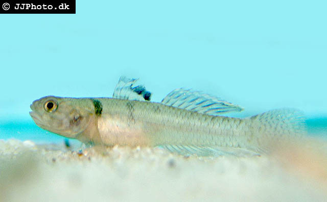 Mugilogobius chulae