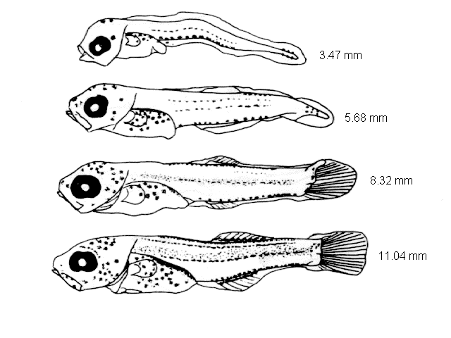 Mullus surmuletus