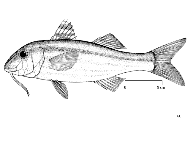 Mullus surmuletus