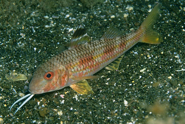 Mullus surmuletus