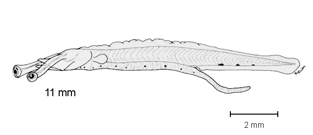 Myctophum aurolaternatum