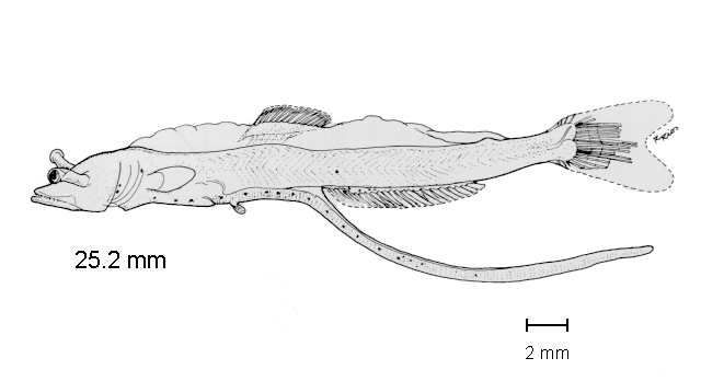 Myctophum aurolaternatum