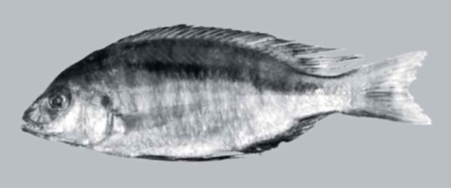 Mylochromis chekopae