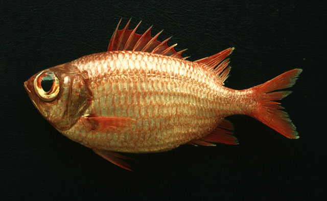 Myripristis leiognathus