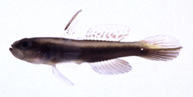 Myersina macrostoma