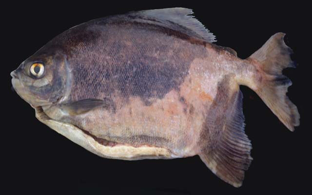 Myleus pacu