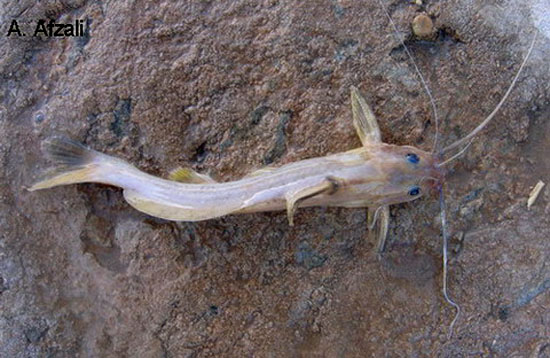 Mystus pelusius