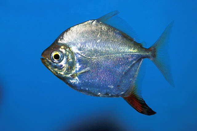 Myloplus rubripinnis