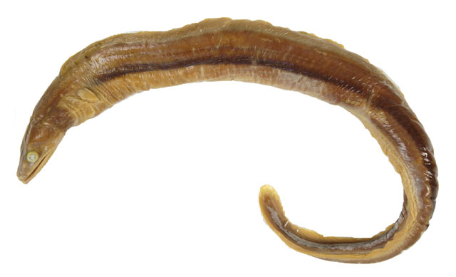 Myroconger seychellensis