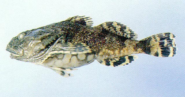 Myoxocephalus stelleri