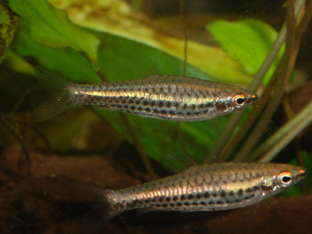 Nannostomus britskii