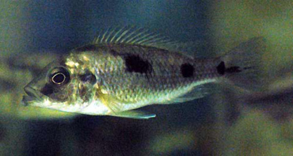 Naevochromis chrysogaster