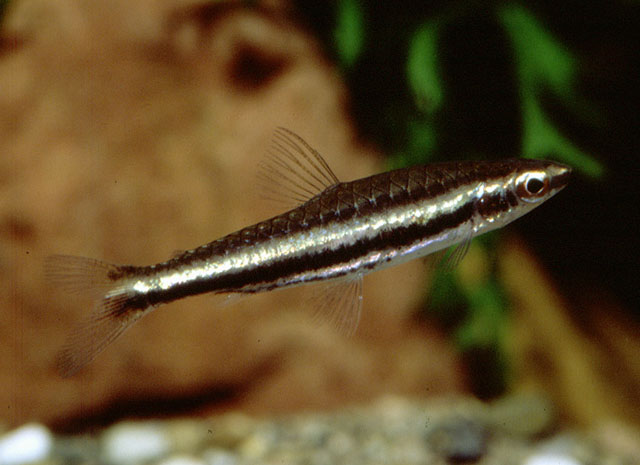 Nannostomus digrammus