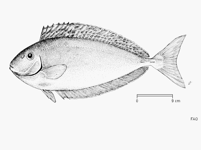 Naso hexacanthus