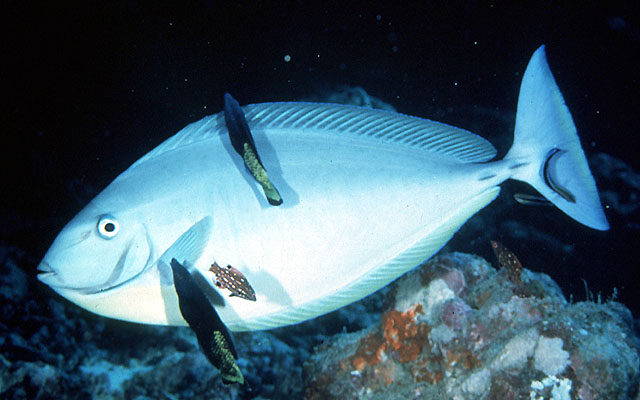 Naso hexacanthus