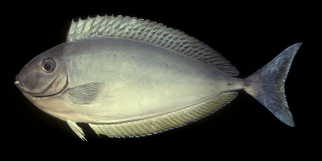 Naso hexacanthus