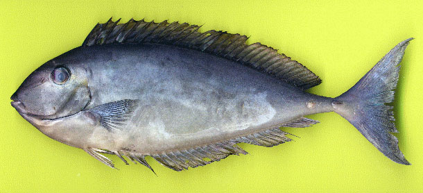 Naso hexacanthus