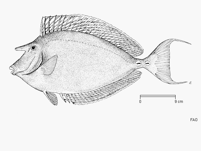 Naso unicornis