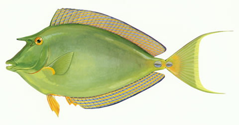 Naso unicornis