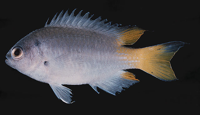 Neopomacentrus bankieri