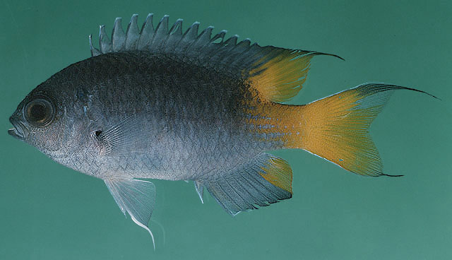 Neopomacentrus bankieri