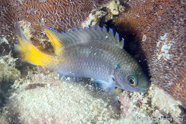 Neopomacentrus bankieri