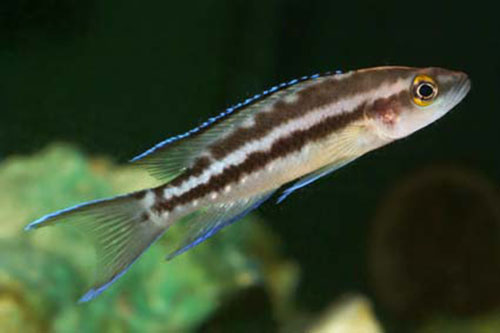 Neolamprologus buescheri