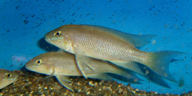 Neolamprologus christyi