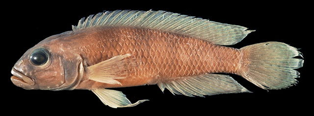 Neolamprologus devosi