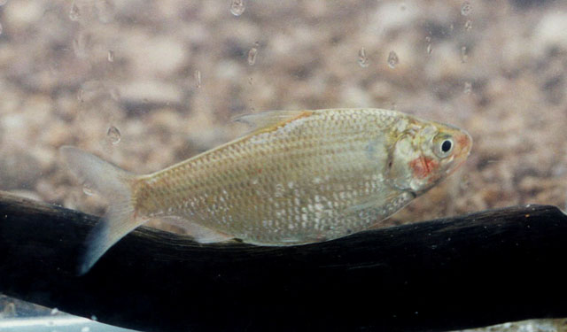 Nematalosa erebi