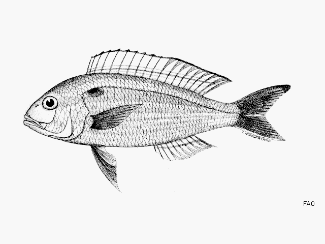 Nemipterus hexodon