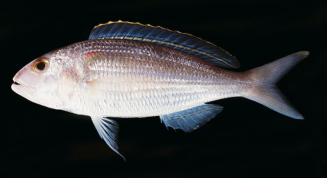 Nemipterus hexodon