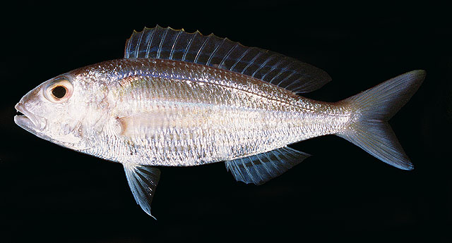 Nemipterus hexodon