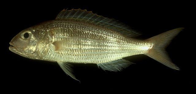 Nemipterus hexodon