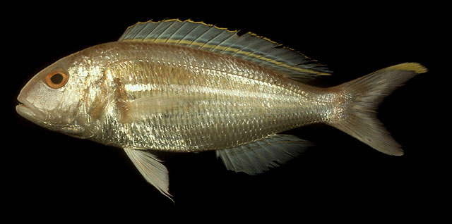 Nemipterus hexodon