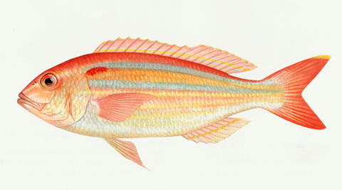 Nemipterus hexodon