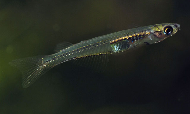 Neostethus lankesteri