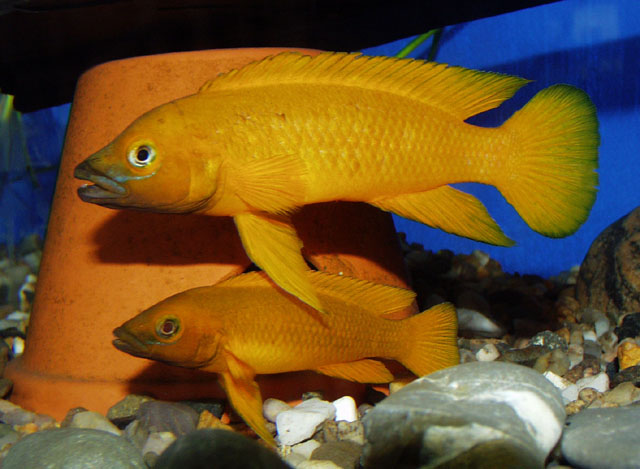 Neolamprologus leleupi