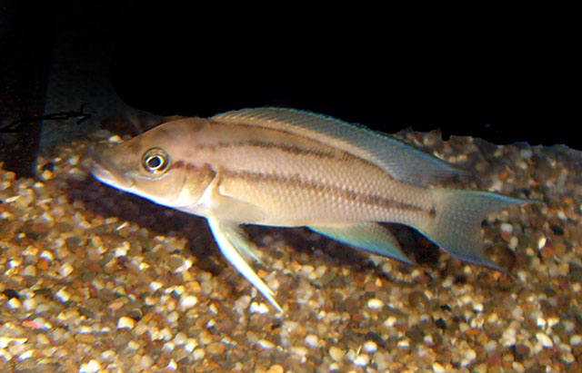 Neolamprologus longicaudatus