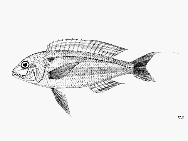 Nemipterus marginatus