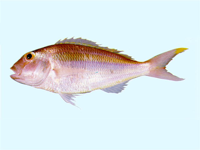 Nemipterus isacanthus