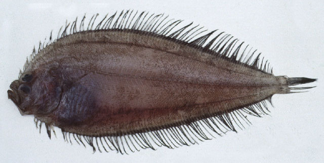 Neolaeops microphthalmus