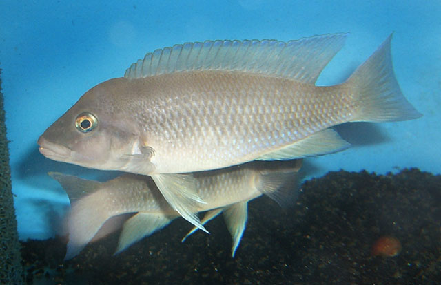 Neolamprologus mondabu