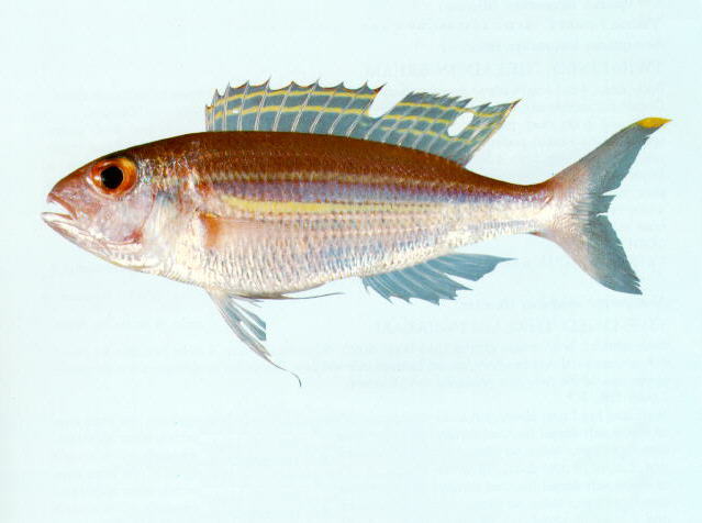 Nemipterus nematopus