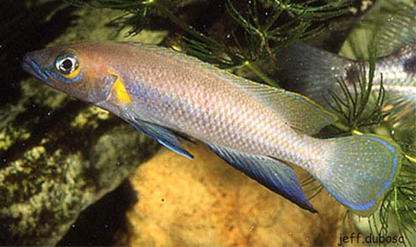 Neolamprologus nigriventris