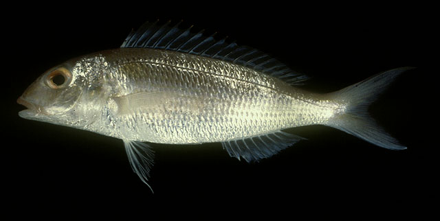 Nemipterus peronii