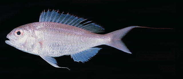 Nemipterus randalli