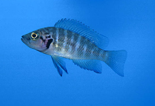 Neolamprologus savoryi