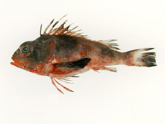 Neosebastes scorpaenoides