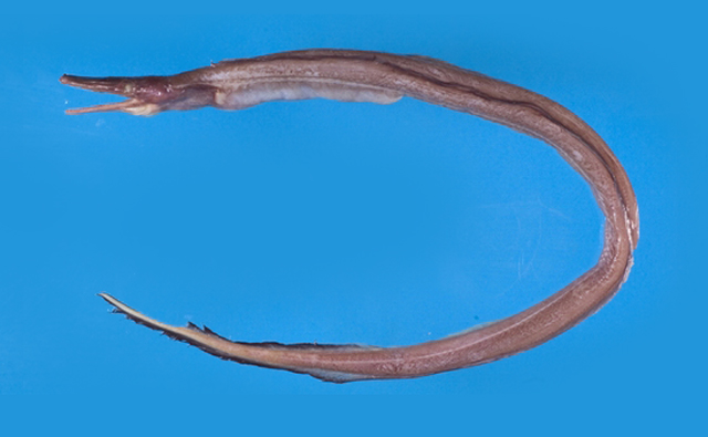 Nettastoma solitarium